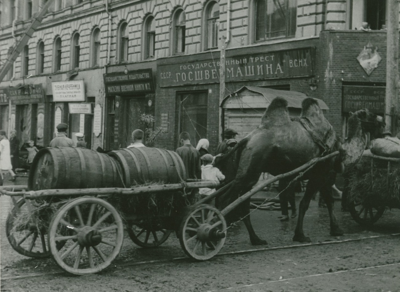 Повозки с верблюдами рядом с гостиницей Националь, ул. Ленинградская Фрунзе, Самара, фото Ф. Феттер, 1930 г
